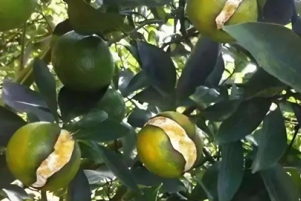 柑橘裂果的原因及防治技术,品种原因和气候均会导致