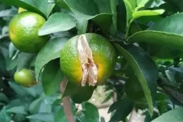 柑橘裂果的原因及防治技术,品种原因和气候均会导致