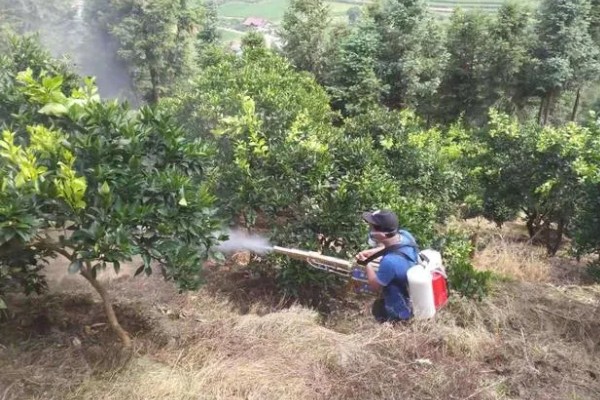 柑橘裂果的原因及防治技术,品种原因和气候均会导致