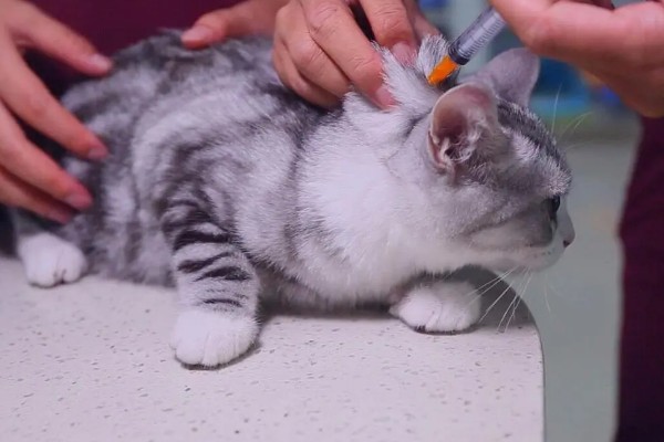 猫打完三联疫苗后的反应，常见精神及食欲下降、嗜睡等症状