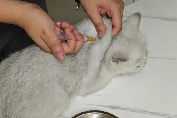 猫打完三联疫苗后的反应，常见精神及食欲下降、嗜睡等症状