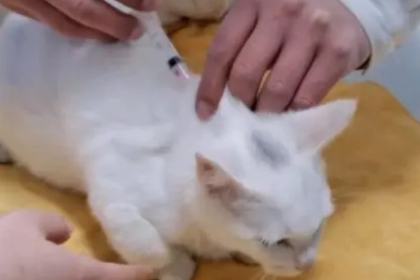 猫打完三联疫苗后的反应，常见精神及食欲下降、嗜睡等症状