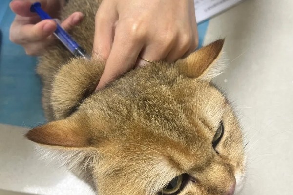 猫打完三联疫苗后的反应，常见精神及食欲下降、嗜睡等症状