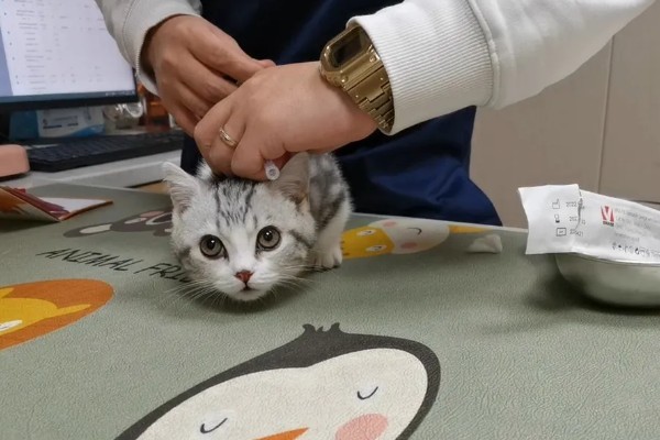 猫打完三联疫苗后的反应，常见精神及食欲下降、嗜睡等症状