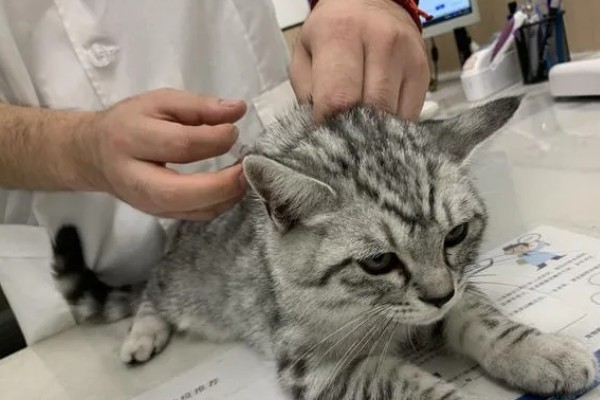 猫打完三联疫苗后的反应，常见精神及食欲下降、嗜睡等症状