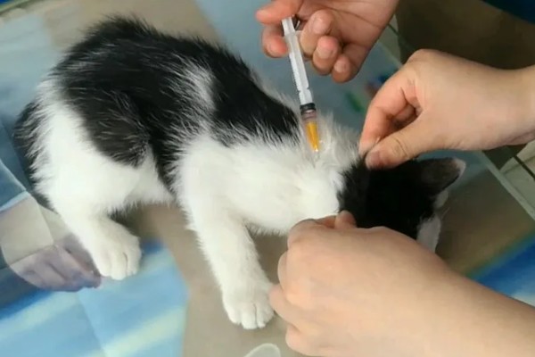 猫打完三联疫苗后的反应，常见精神及食欲下降、嗜睡等症状