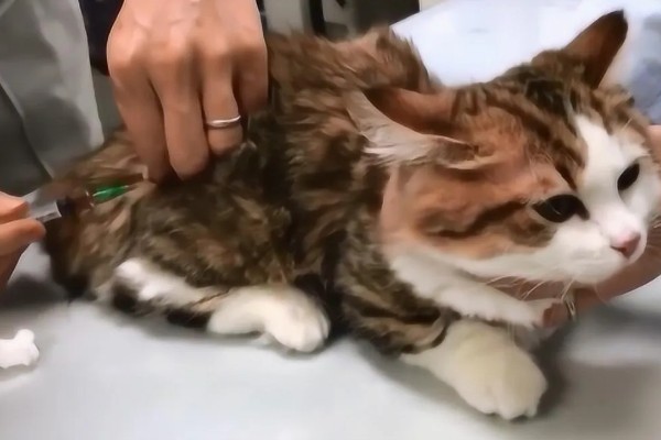 猫打完三联疫苗后的反应，常见精神及食欲下降、嗜睡等症状