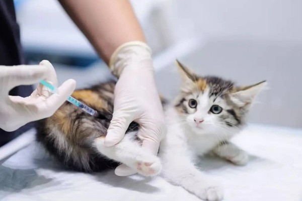 猫打完三联疫苗后的反应，常见精神及食欲下降、嗜睡等症状