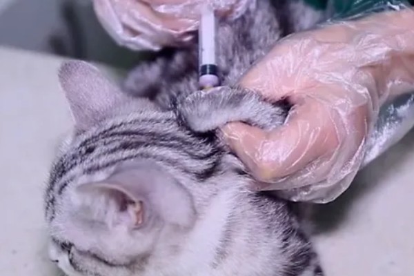 猫打完三联疫苗后的反应，常见精神及食欲下降、嗜睡等症状