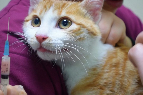 猫打完三联疫苗后的反应，常见精神及食欲下降、嗜睡等症状