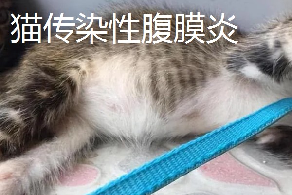 猫打完三联疫苗后的反应，常见精神及食欲下降、嗜睡等症状