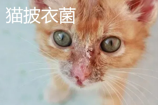 猫打完三联疫苗后的反应，常见精神及食欲下降、嗜睡等症状
