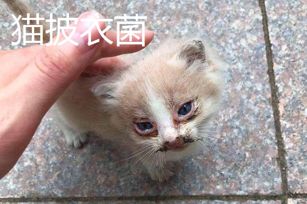猫打完三联疫苗后的反应，常见精神及食欲下降、嗜睡等症状