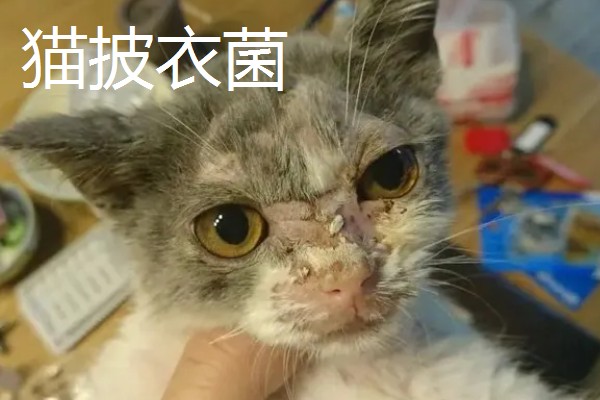 猫打完三联疫苗后的反应，常见精神及食欲下降、嗜睡等症状