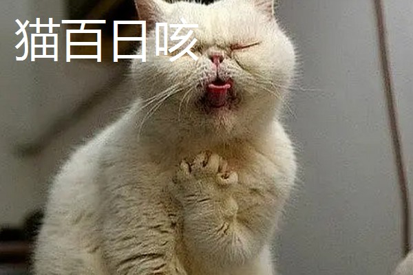 猫打完三联疫苗后的反应，常见精神及食欲下降、嗜睡等症状