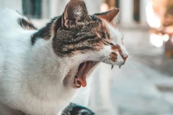 猫打完三联疫苗后的反应，常见精神及食欲下降、嗜睡等症状