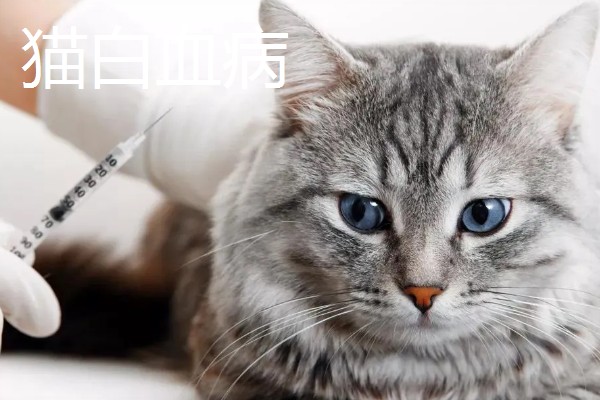 猫打完三联疫苗后的反应，常见精神及食欲下降、嗜睡等症状
