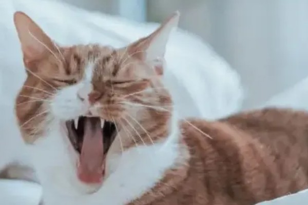 猫打完三联疫苗后的反应，常见精神及食欲下降、嗜睡等症状