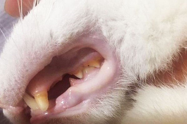 猫打完三联疫苗后的反应，常见精神及食欲下降、嗜睡等症状