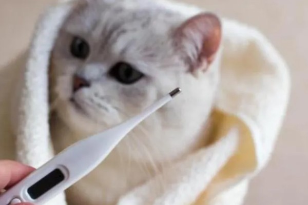 猫打完三联疫苗后的反应，常见精神及食欲下降、嗜睡等症状