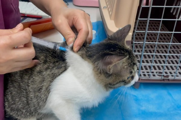 猫打完三联疫苗后的反应，常见精神及食欲下降、嗜睡等症状