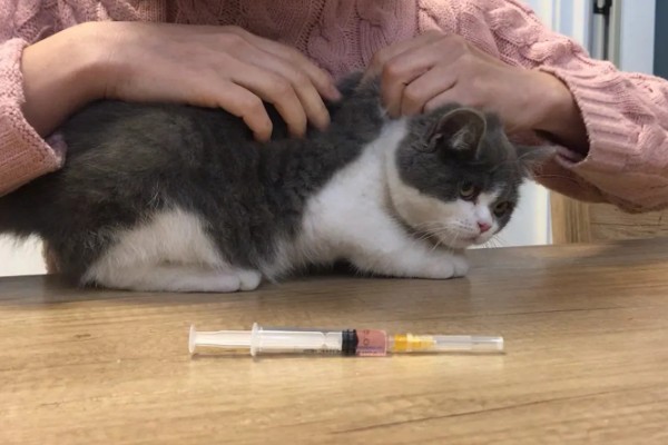 猫打完三联疫苗后的反应，常见精神及食欲下降、嗜睡等症状