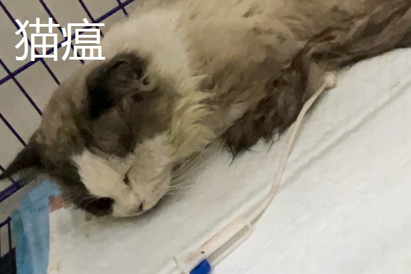 猫打完三联疫苗后的反应，常见精神及食欲下降、嗜睡等症状