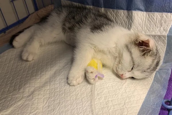 猫打完三联疫苗后的反应，常见精神及食欲下降、嗜睡等症状