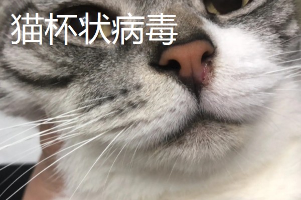 猫打完三联疫苗后的反应，常见精神及食欲下降、嗜睡等症状
