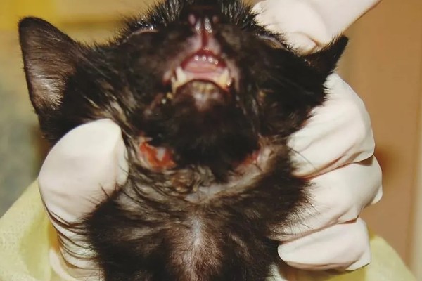 猫打完三联疫苗后的反应，常见精神及食欲下降、嗜睡等症状