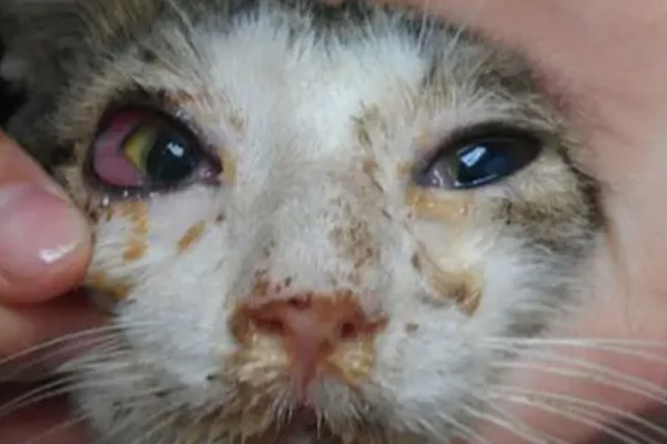 猫打完三联疫苗后的反应，常见精神及食欲下降、嗜睡等症状