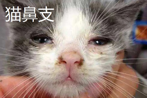 猫打完三联疫苗后的反应，常见精神及食欲下降、嗜睡等症状