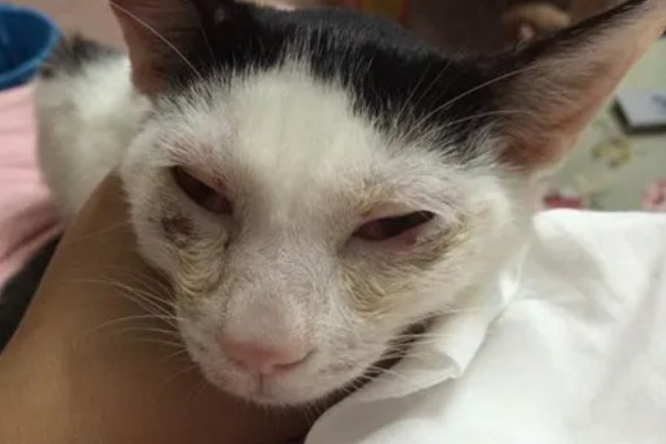 猫打完三联疫苗后的反应，常见精神及食欲下降、嗜睡等症状