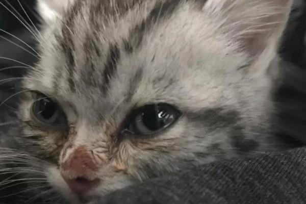 猫打完三联疫苗后的反应，常见精神及食欲下降、嗜睡等症状