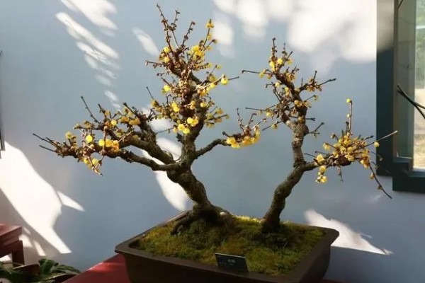 腊梅花的养殖方法，放在采光较好的地方进行养护