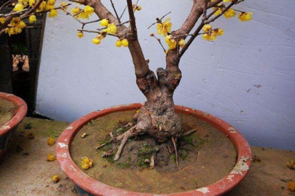 腊梅花的养殖方法，放在采光较好的地方进行养护