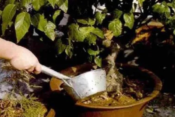 腊梅花的养殖方法，放在采光较好的地方进行养护