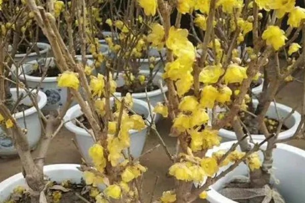 腊梅花的养殖方法，放在采光较好的地方进行养护