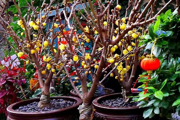 腊梅花的养殖方法，放在采光较好的地方进行养护