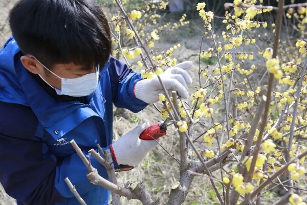 腊梅花的养殖方法，放在采光较好的地方进行养护
