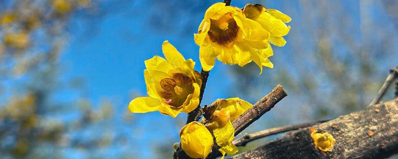 腊梅花的养殖方法，放在采光较好的地方进行养护