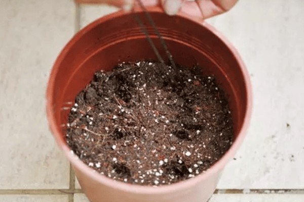 万代兰的种植方式，种植深度大概在5厘米左右