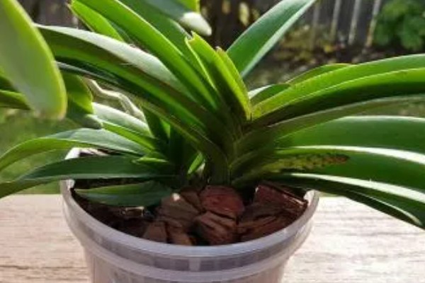 万代兰的种植方式，种植深度大概在5厘米左右