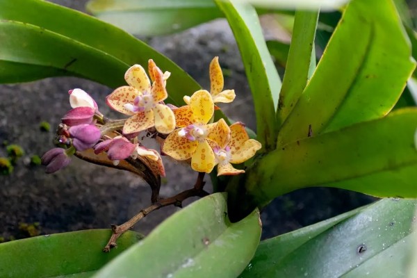 万代兰的种植方式，种植深度大概在5厘米左右