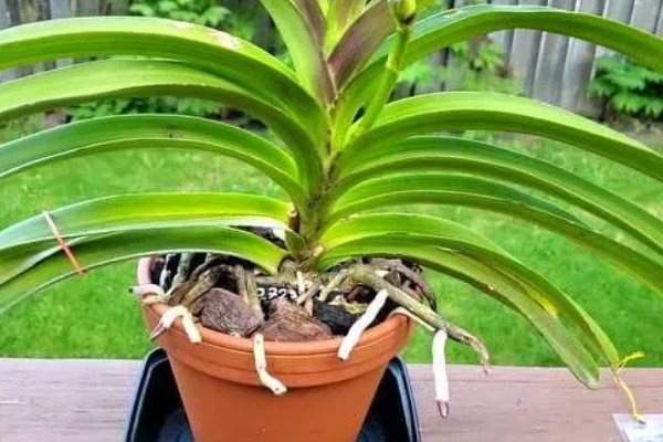 万代兰的种植方式，种植深度大概在5厘米左右