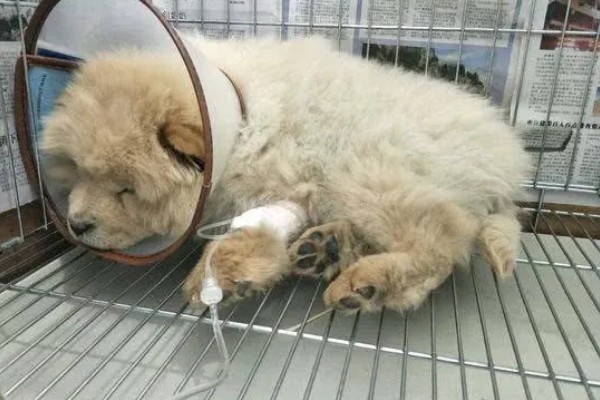 狗细小病毒是怎么引起的，主要还是通过接触传播的