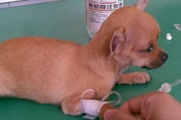 狗细小病毒是怎么引起的，主要还是通过接触传播的