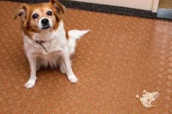 狗细小病毒是怎么引起的，主要还是通过接触传播的