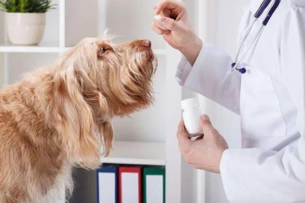 狗细小病毒是怎么引起的，主要还是通过接触传播的