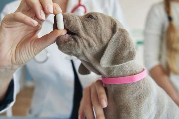 狗细小病毒是怎么引起的，主要还是通过接触传播的